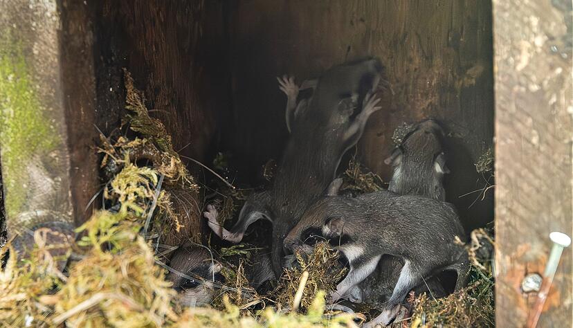 Auch in Nistk&auml;sten bauen die kleinen Tiere ihre Nester - wie hier im Harz. (Archivbild)
