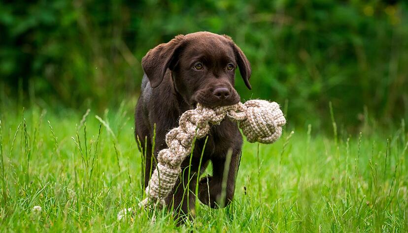 Eignet sich gut als Spielzeug für Welpen: ein Knotentau. Eignet sich gut als Spielzeug für Welpen: ein Knotentau.