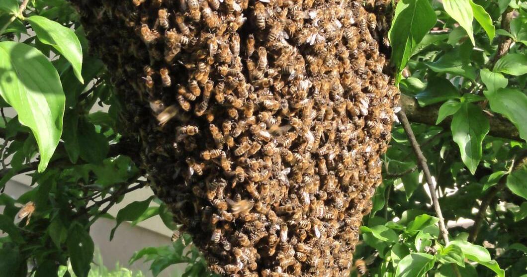 Zugeflogen Friedrichsruher findet Bienenvolk im Garten STIMME.de