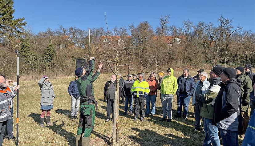 Die Baumschnittkurse des Obst- und Gartenbauvereins Eppingen erfreuen sich großer Beliebtheit.
Foto: Werner Großhans Die Baumschnittkurse des Obst- und Gartenbauvereins Eppingen erfreuen sich großer Beliebtheit.
Foto: Werner Großhans