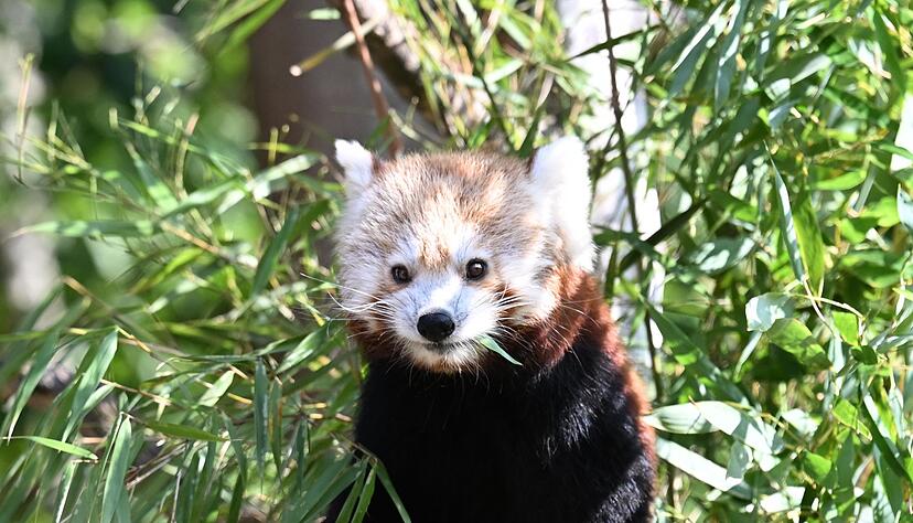 Die Kleinen Pandas fressen gerne Bambus.
