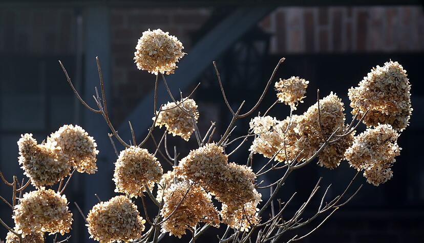 Auch verbl&uuml;ht haben sie noch ihren Reiz: Hortensienbl&uuml;ten im Herbst.