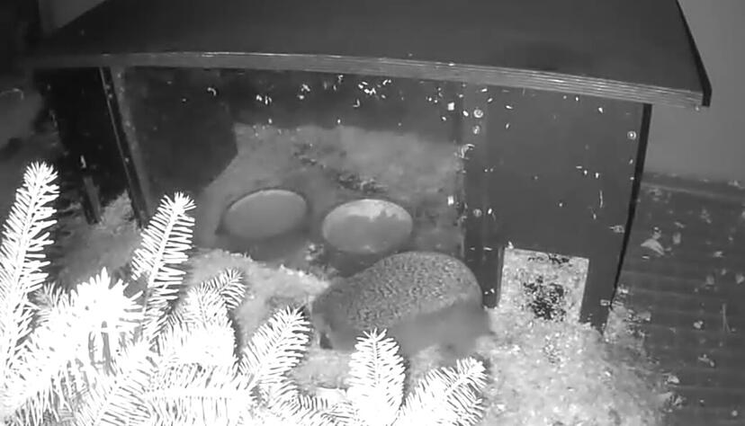 Igelhäuschen wie dieses hat Susanne Anker auf ihrem Grundstück in Untereisesheim aufgestellt.