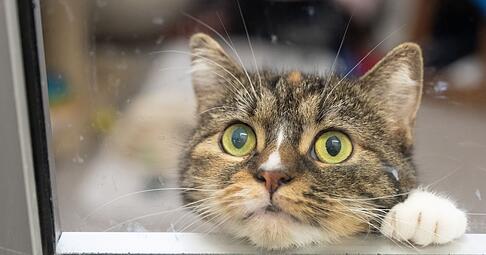 So langweilig: Es gibt aber Möglichkeiten, damit Katzen in der Wohnung auch im Herbst gut beschäftigt sind.