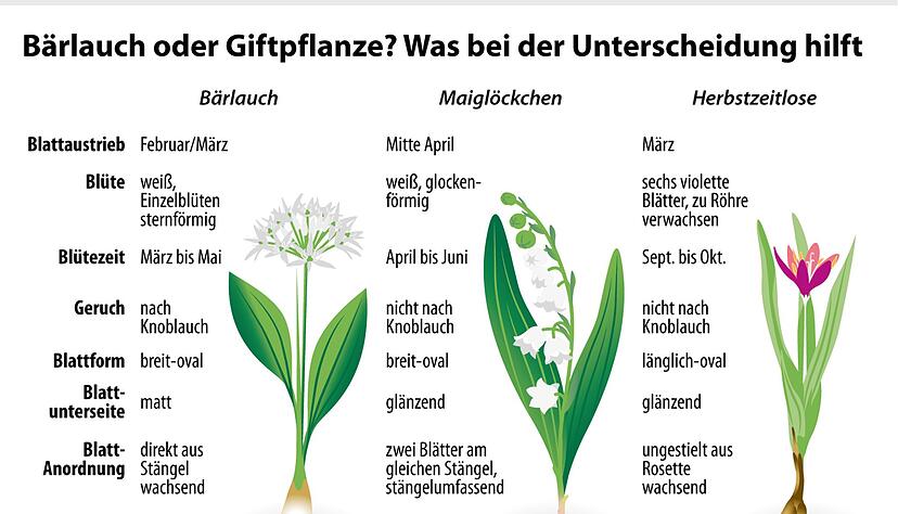 Die Unterscheidungsmerkmale von B&auml;rlauch, Maigl&ouml;ckchen und Herbstzeitlosen auf einen Blick.