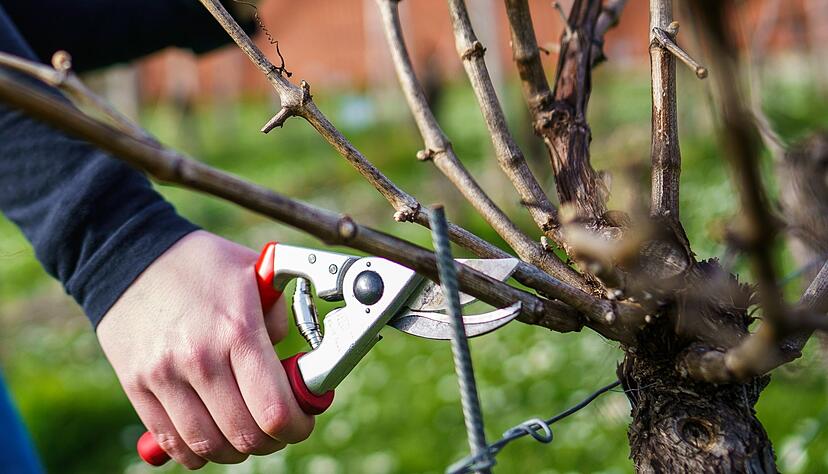 Eine Weinrebe wird nach KI-Vorgabe geschnitten.