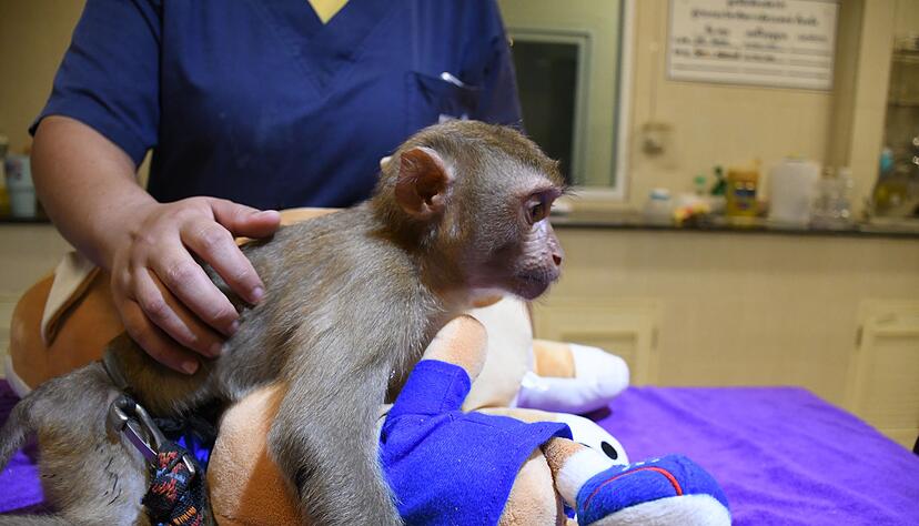 Ein geretteter Affe wird in der Klinik betreut.