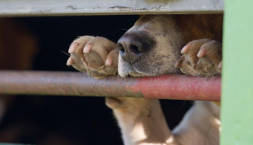 In Absprache mit dem Veterin&auml;ramt war der Hund in die Quarant&auml;nestation eines Tierheims gebracht worden. (Symbolbild)