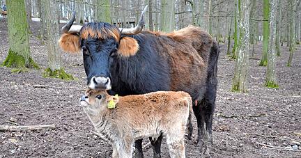 Der kleine Auerochsenbulle ist am 13. Februar zur Welt gekommen und wird von seiner Mutter gut umsorgt.
Fotos: Claudia Kostner