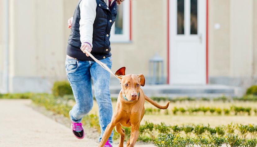 Endlich Bewegung! Hat sich Energie aufgestaut, fällt es vielen Hunden schwer, nicht an der Leine zu ziehen.