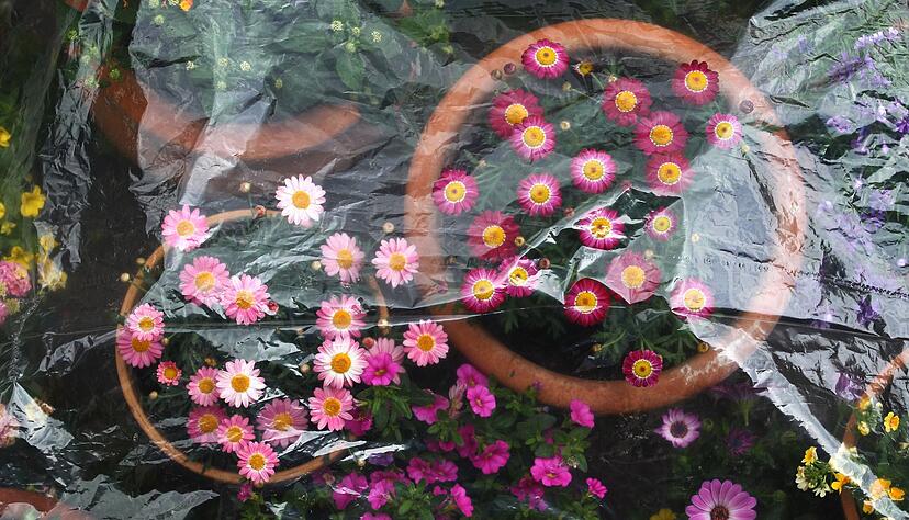 Für eine frostige Nacht lassen sich Topfpflanzen noch mal warm einpacken. Für eine frostige Nacht lassen sich Topfpflanzen noch mal warm einpacken.