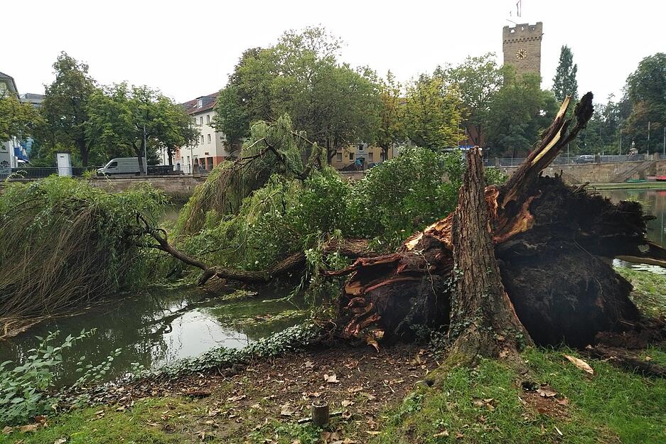 Baum kippt in den Neckar