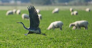 Graureiher sind in Hohenlohe heimisch. Um sie und viele andere Tiere kümmern sich Naturschützer für den Kreis: so auch die ehrenamtlichen Beauftragten.