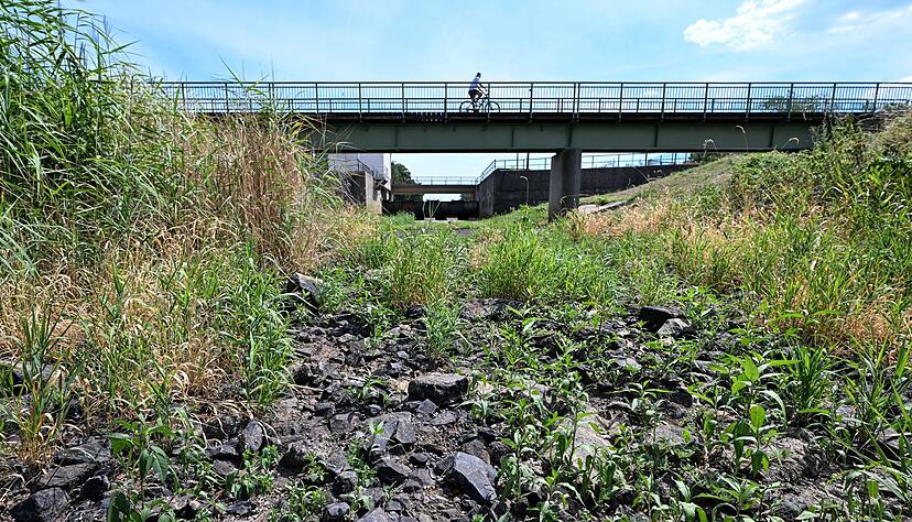 Hitze in Deutschland - das ausgetrocknete Flussbett der Schwarzen Elster in Brandenburg.