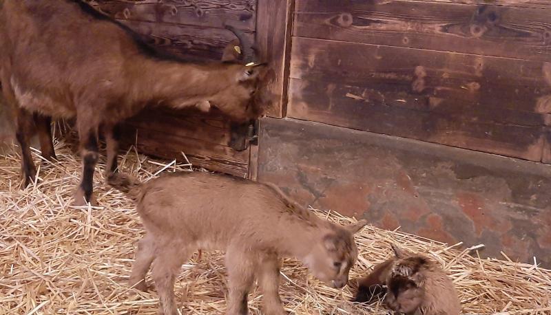 Ziegendame Ilse steht mit ihrem Nachwuchs im Stall im Zoo.