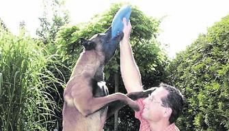 Springen, hechten, zerren: Polizeihund Finn hat mächtig Temperament. Privat ist der scharfe Schutzhund von Polizist Matthias Anderl ein verspielter Schmuser. (Foto: Dittmar Dirks) Springen, hechten, zerren: Polizeihund Finn hat mächtig Temperament. Privat ist der scharfe Schutzhund von Polizist Matthias Anderl ein verspielter Schmuser. (Foto: Dittmar Dirks)