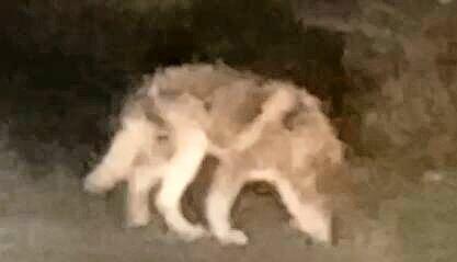 Ein Hund, der wie ein Wolf aussieht, wurde von einem Zeugen gefilmt.
Foto: privat Ein Hund, der wie ein Wolf aussieht, wurde von einem Zeugen gefilmt.
Foto: privat