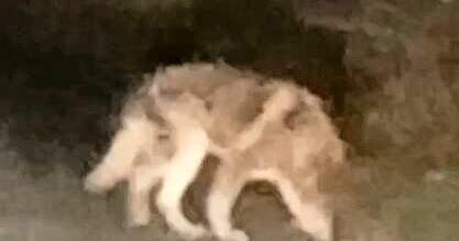 Ein Hund, der wie ein Wolf aussieht, wurde von einem Zeugen gefilmt.
Foto: privat