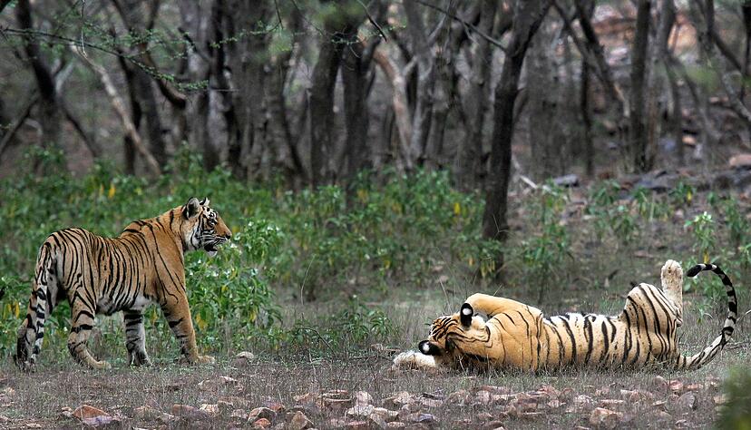 Zwei Tiger im Ranthambore-Nationalpark in Indien. (Foto Archiv)