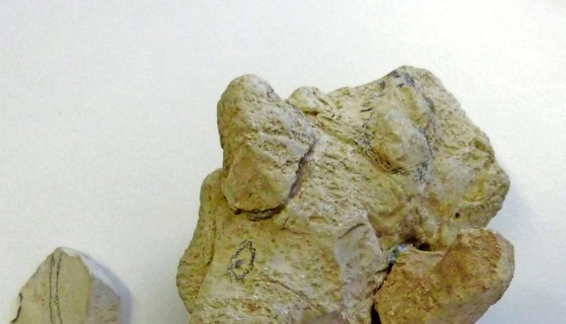 Versteinerter Echsenkopf (links) und Schildkröte, gefunden in Nitzenhausen. Versteinerter Echsenkopf (links) und Schildkröte, gefunden in Nitzenhausen.