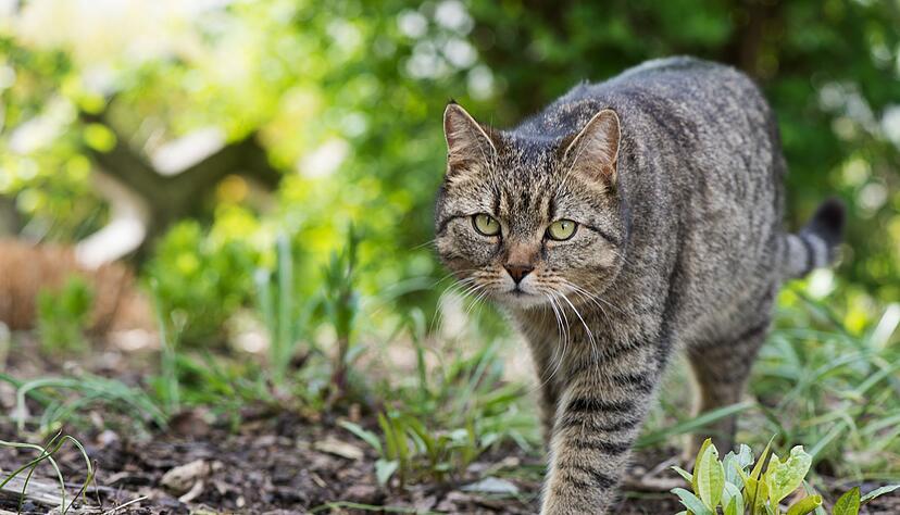 In der Natur stromern: Ist die Bindung zum Heim gefestigt, bietet der Garten eine Möglichkeit für einen kontrollierten Freigang. In der Natur stromern: Ist die Bindung zum Heim gefestigt, bietet der Garten eine Möglichkeit für einen kontrollierten Freigang.