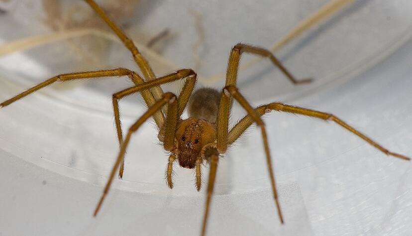 Diese Art kommt eigentlich nur in Südamerika vor. Diese Art kommt eigentlich nur in Südamerika vor.