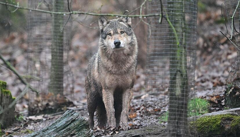 W&ouml;lfe sieht man in Baden-W&uuml;rttemberg eher im Tierpark als in freier Wildbahn. (Symbolbild)