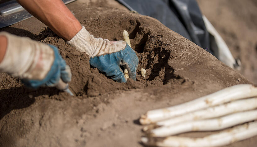 Bald ist es so weit: Ab Mitte M&auml;rz gibt es Spargel aus Deutschland in den Regalen. Bis das Edelgem&uuml;se von hiesigen Fl&auml;chen kommt, dauert es aber noch ein paar Tage l&auml;nger. Foto: privat