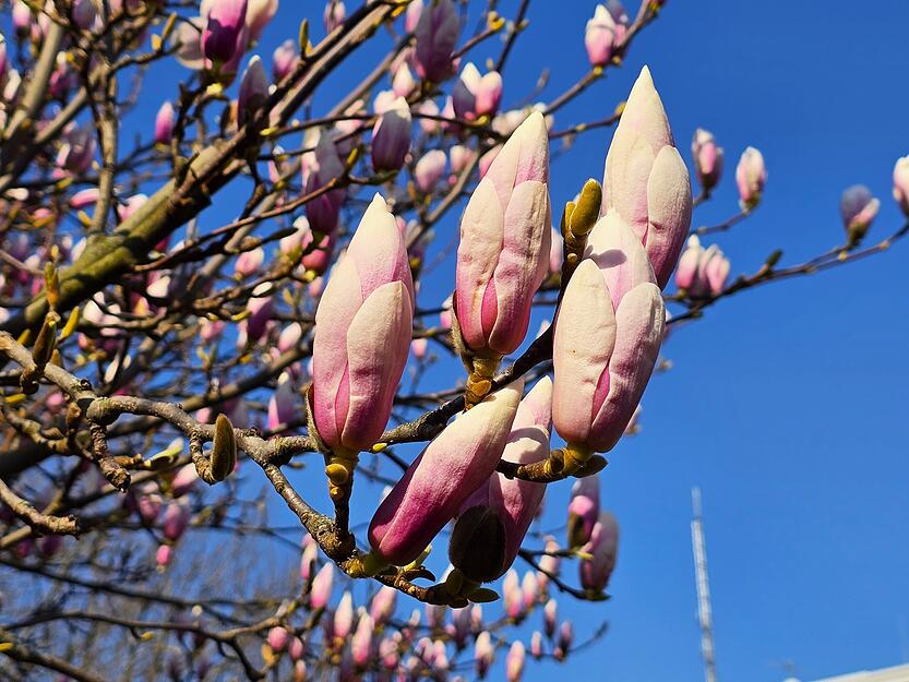 Die Magnolie f&auml;ngt gerade an zu bl&uuml;hen. In Heilbronn sind in den n&auml;chsten Wochen die B&auml;ume zu bestaunen.