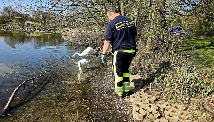 Ein Schwan in Mannheim hat wohl wegen falschen Futters einen verformten Fl&uuml;gel.