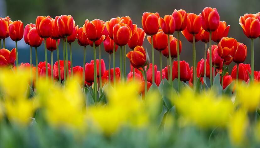 Im S&uuml;dwesten breitet sich der Fr&uuml;hling aus. (Archivbild)