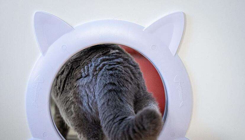 Von Schwanz bis Ohren: Die Körpersprache von Katzen verrät viel. Von Schwanz bis Ohren: Die Körpersprache von Katzen verrät viel.