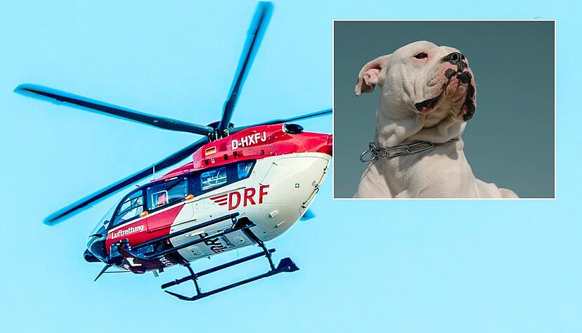 Bei dem Hund, der in Öhringen ein Mädchen verletzte, soll es sich um eine Amerikanische Bulldogge handeln (Symbolbild). Bei dem Hund, der in Öhringen ein Mädchen verletzte, soll es sich um eine Amerikanische Bulldogge handeln (Symbolbild).