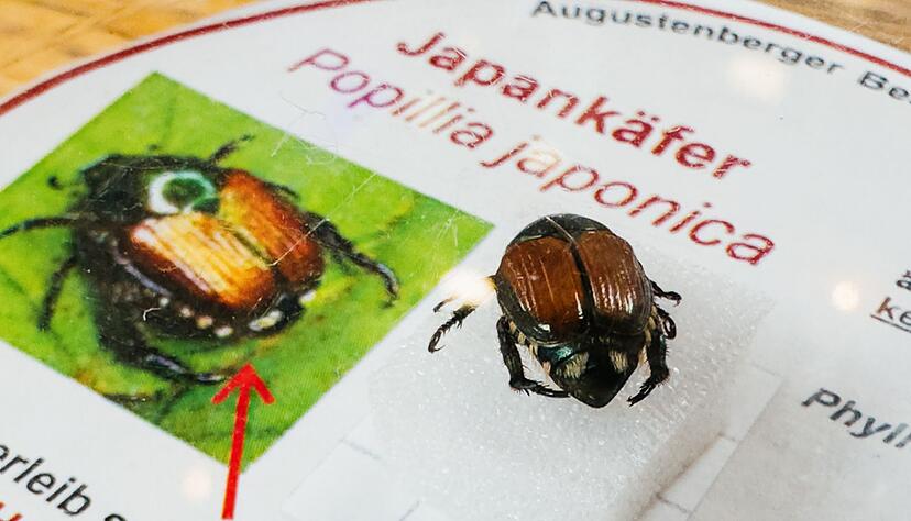 Die Insekten fallen &uuml;ber Obstplantagen, Weinberge, W&auml;lder, Gr&uuml;nanlagen und G&auml;rten her. (Archivbild)