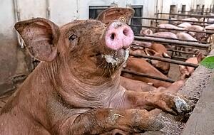 Schweine gelten als sozial, neugierig und intelligent. Das Foto zeigt eines der Rasse Duroc aus dem Nordheimer Schweinebetrieb Buchwald. Schweine gelten als sozial, neugierig und intelligent. Das Foto zeigt eines der Rasse Duroc aus dem Nordheimer Schweinebetrieb Buchwald.