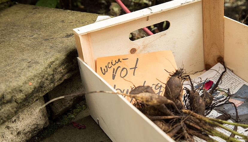 Dahlienknollen können den Winter über nicht im Boden bleiben. Daher werden sie im Herbst ausgegraben und im Frühjahr immer wieder aufs Neue eingesetzt. Dahlienknollen können den Winter über nicht im Boden bleiben. Daher werden sie im Herbst ausgegraben und im Frühjahr immer wieder aufs Neue eingesetzt.