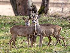In Eppingen wurde ein Reh ohne Kopf gefunden. (Symbolbild)