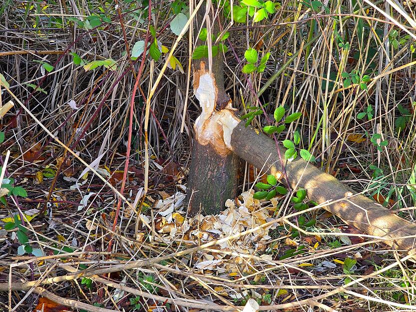 Dieser Baum ist abgeknickt.