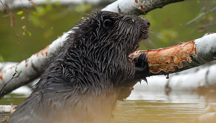 Ein Europäischer Biber (Castor fiber) nagt an einer im Wasser liegenden Birke an der Drahendorfer Spree, einem Teilstück der rund 400 Kilometer langen Spree.

Mit ihren starken Zähnen können Biber Bäume fällen und daraus ihre Burgen bauen. Foto: Patrick Pleul/dpa-Zentralbild/ZB - Honorarfrei nur für Bezieher des Dienstes dpa-Nachrichten für Kinder +++ dpa-Nachrichten für Kinder +++ | Verwendung weltweit