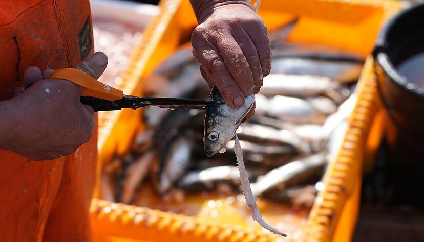 Forscher warnen vor Kosten der Schleppnetz-Fischerei (Archivbild).