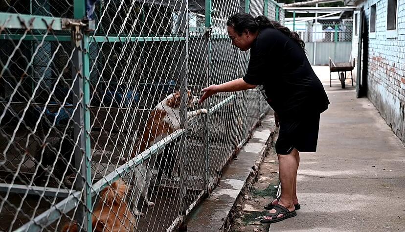 Zhao Xinqi betreibt einen Hof mit 500 Hunden - viele davon wurden gerettet.