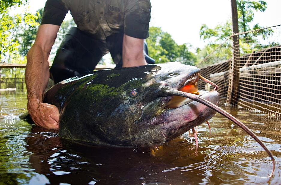 Ein Riesenwels &auml;hnlich wie dieser hat in Bayern f&uuml;nf Badeg&auml;ste verletzt. (Symbolbild)
