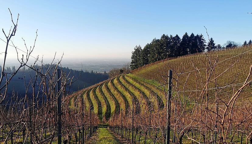 Fr&ouml;ste, Sturm und Hagel haben dem Wein im vergangenen Jahr stark zurgesetzt.(Archiv)