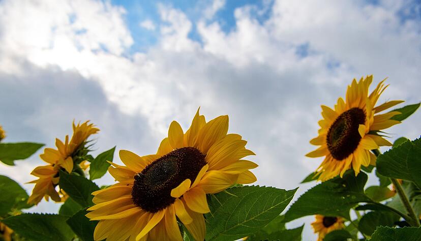 Sonnenblumen blühen vor einem wolkenverhangenem Himmel. In den kommenden Tagen soll das Wetter hochsommerlich warm werden. Sonnenblumen blühen vor einem wolkenverhangenem Himmel. In den kommenden Tagen soll das Wetter hochsommerlich warm werden.