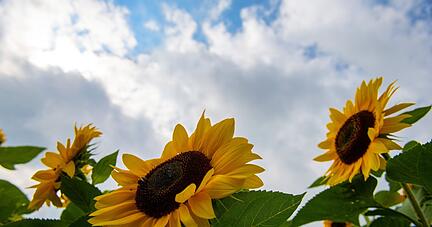 Sonnenblumen blühen vor einem wolkenverhangenem Himmel. In den kommenden Tagen soll das Wetter hochsommerlich warm werden.
