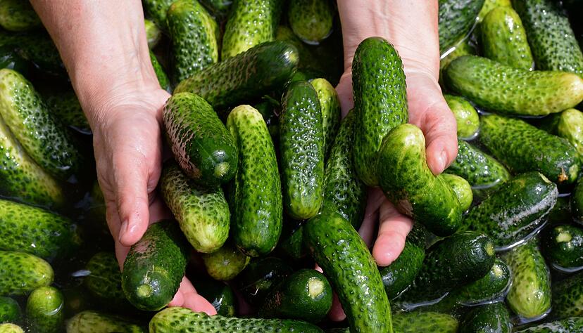 Gew&uuml;rzgurken-Margaritas, Gew&uuml;rzgurken-Pommes und sogar Gew&uuml;rzgurken-Kuchen - wird das ein Foodtrend? (Symbolbild)