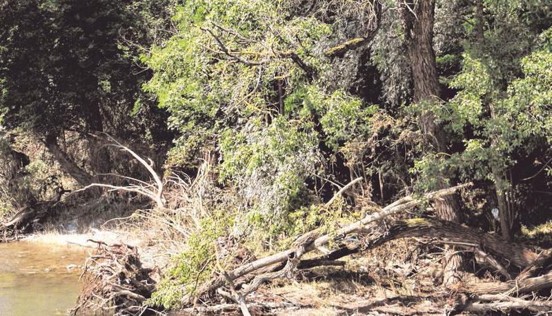Mit der ganzen Gewalt des Wassers wurden selbst Baumstämme auf der Rathausinsel angeschwemmt .
Fotos: Rolf Muth Mit der ganzen Gewalt des Wassers wurden selbst Baumstämme auf der Rathausinsel angeschwemmt .
Fotos: Rolf Muth