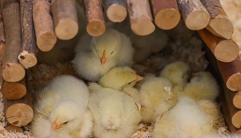 Ausgesetzte K&uuml;ken finden neues Zuhause