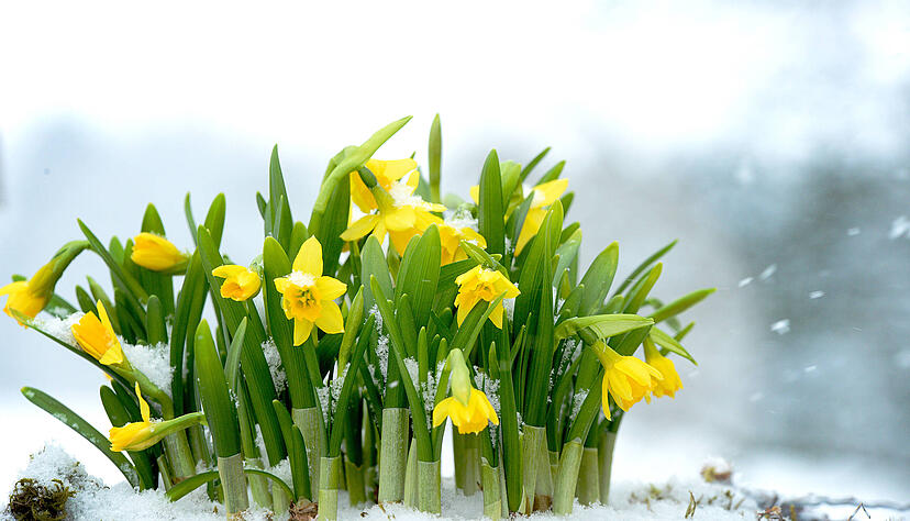 Ostern im Schnee? Zumindest vor den Feiertagen kann es noch mal richtig kalt werden.