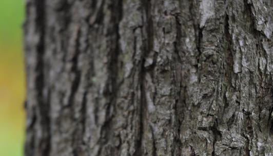 Mit diesen Plaketten sind die Bestattungsbäume gekennzeichnet.